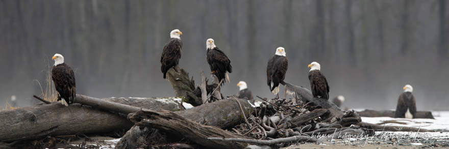 Eagles Perched together