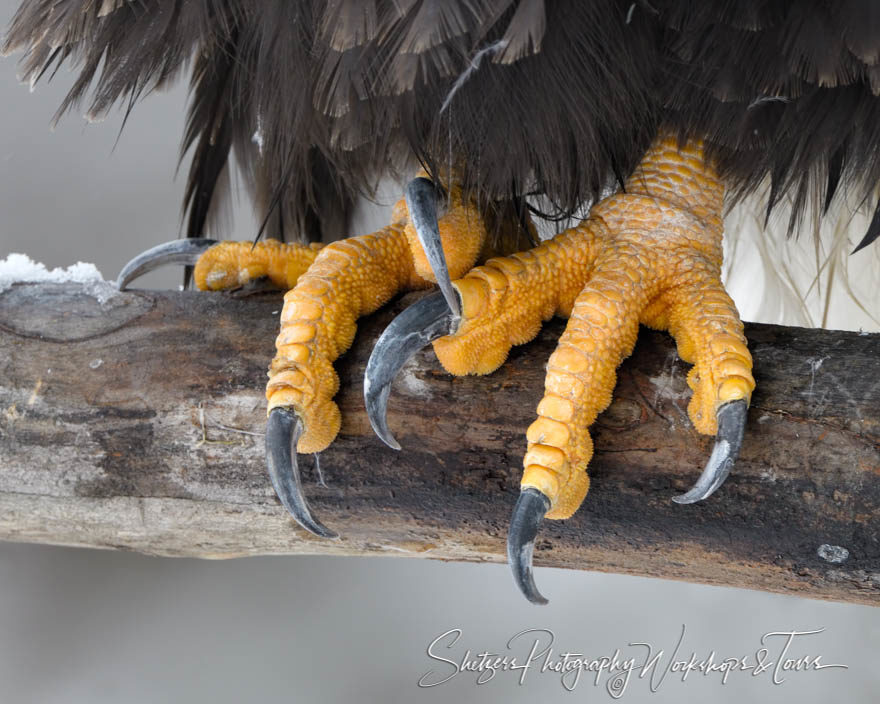 Eagles Powerful talons
