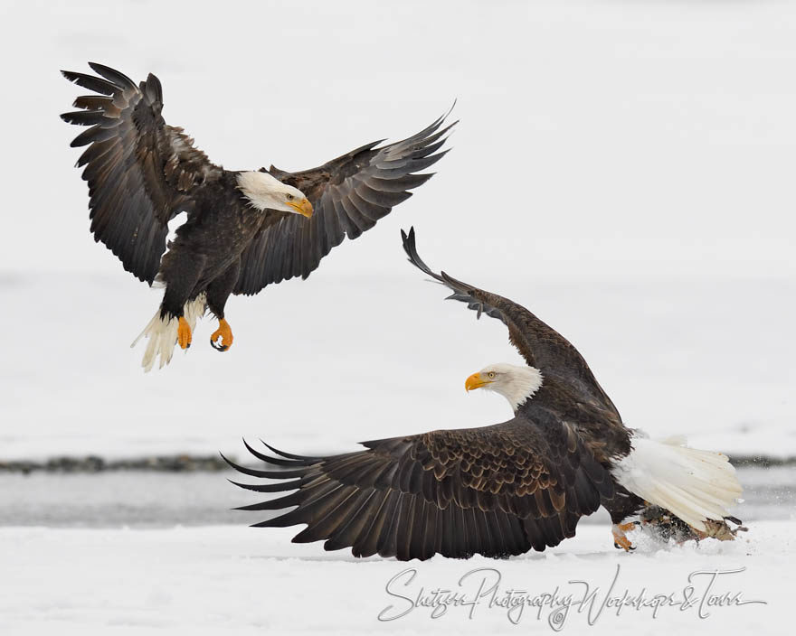 Eagles Ready for battle