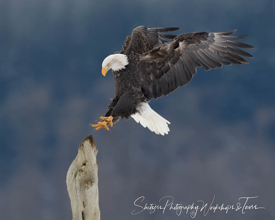 Eagles Talons spread