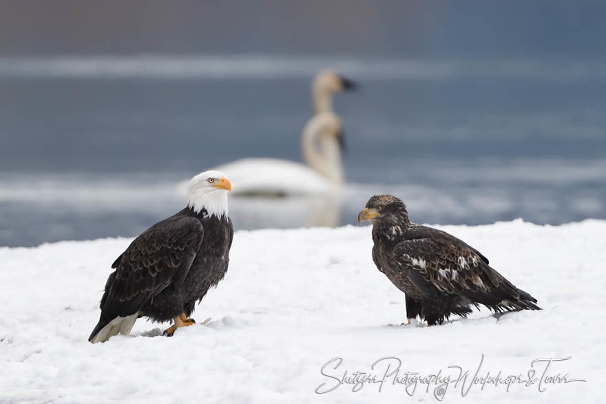 Eagles and Trumpeter Swans