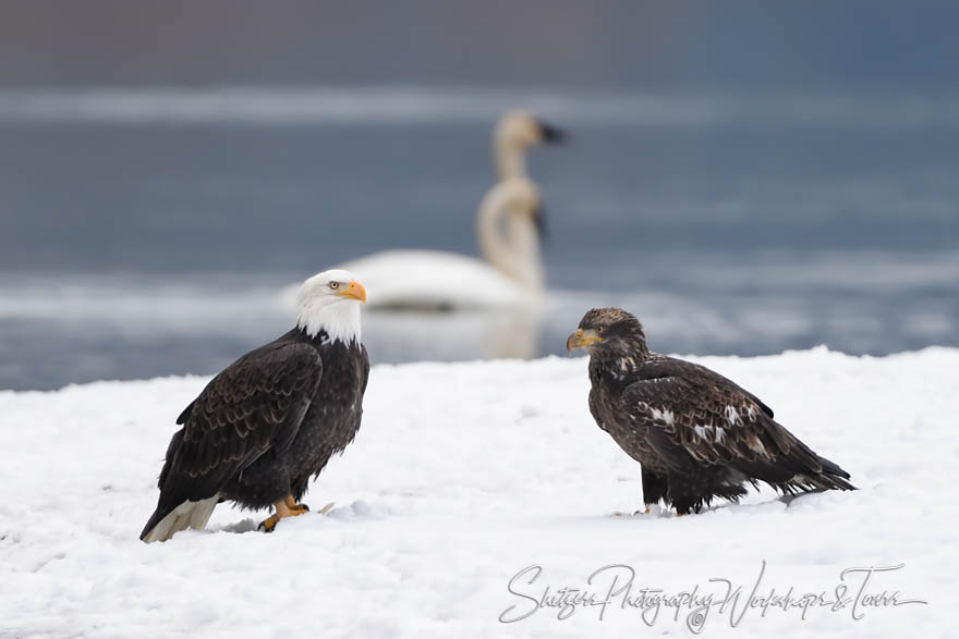 Eagles and Trumpeter Swans 20181110 082610