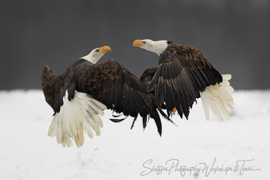 Eagles fight closeup