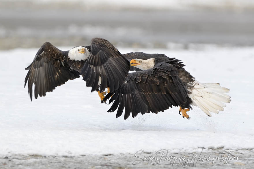 Eagles race to the prey