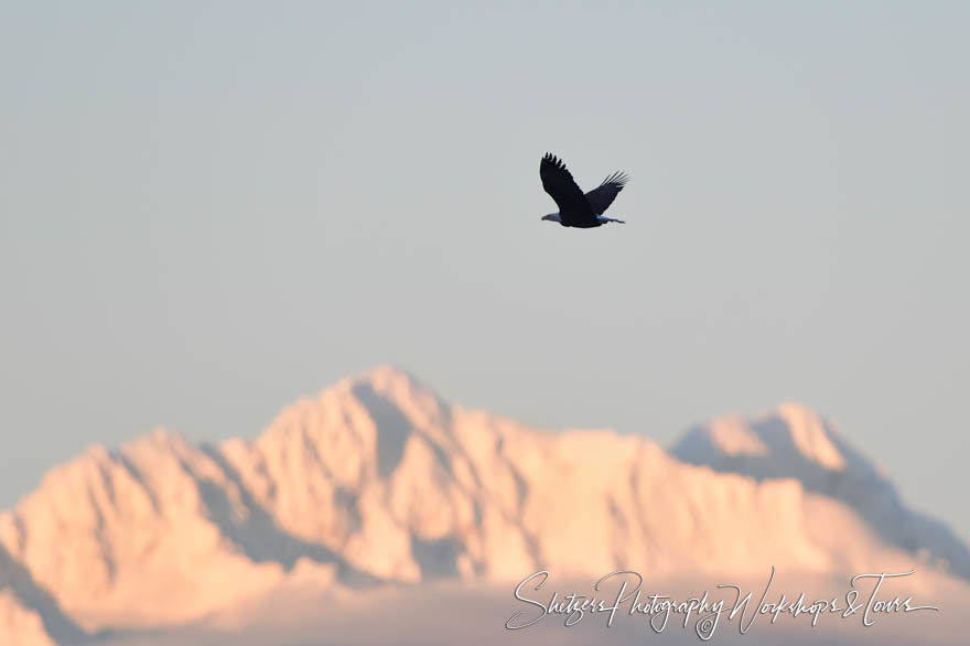 Eagles soars with the mountains