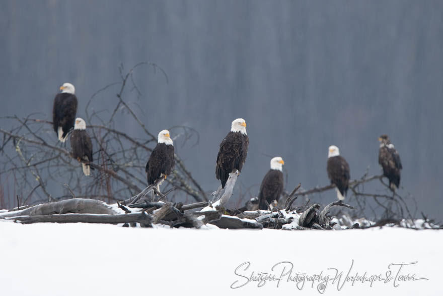 Eagles waiting for the perfect moment