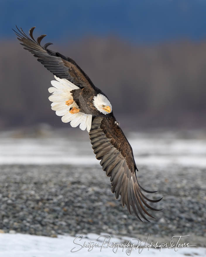 Fierce Bald Eagle