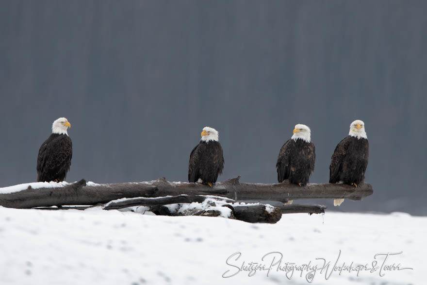 Four Eagles on a Log