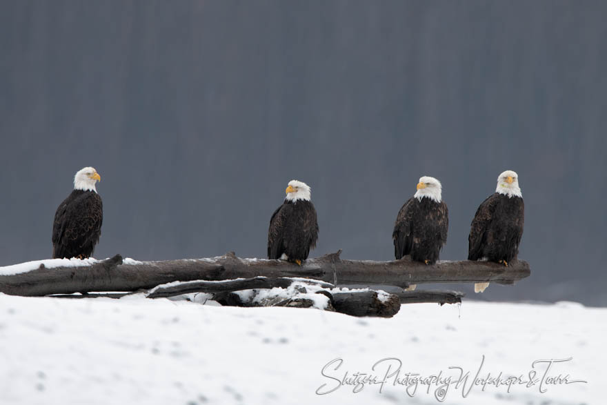 Four Eagles on a Log 20181119 090405