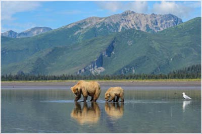 Grizzly Bear Photo Workshop