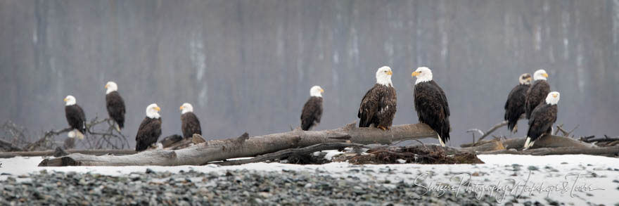 Large Eagle Gathering