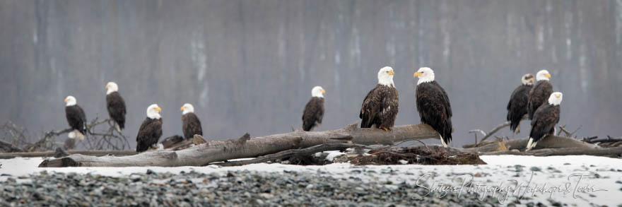 Large Eagle Gathering 20181114 101751