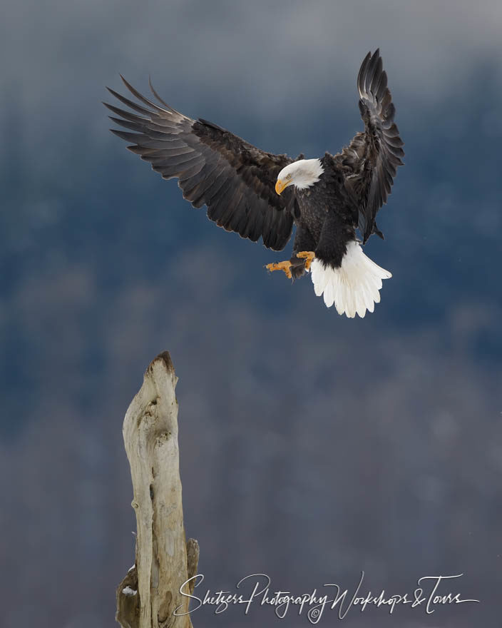 Magnificent Eagles