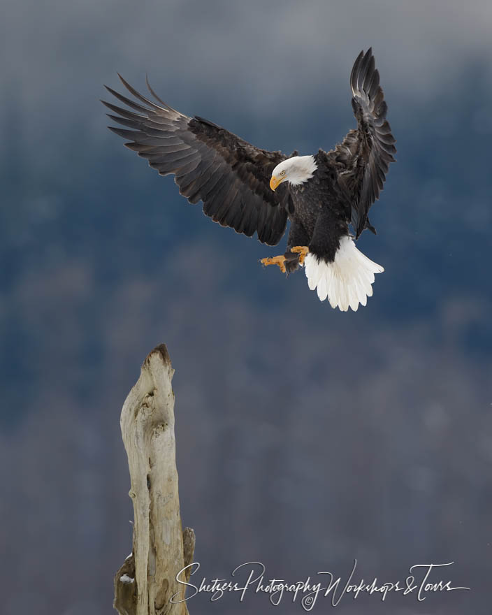 Magnificent Eagles 20181110 104622