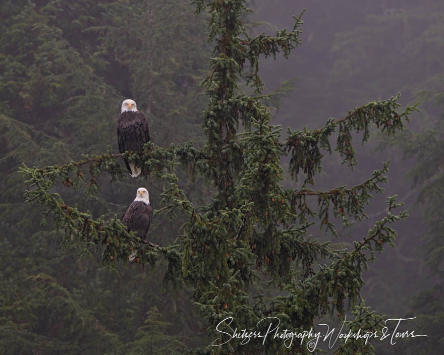 Mated Eagle pair perched in a Sitka spruce