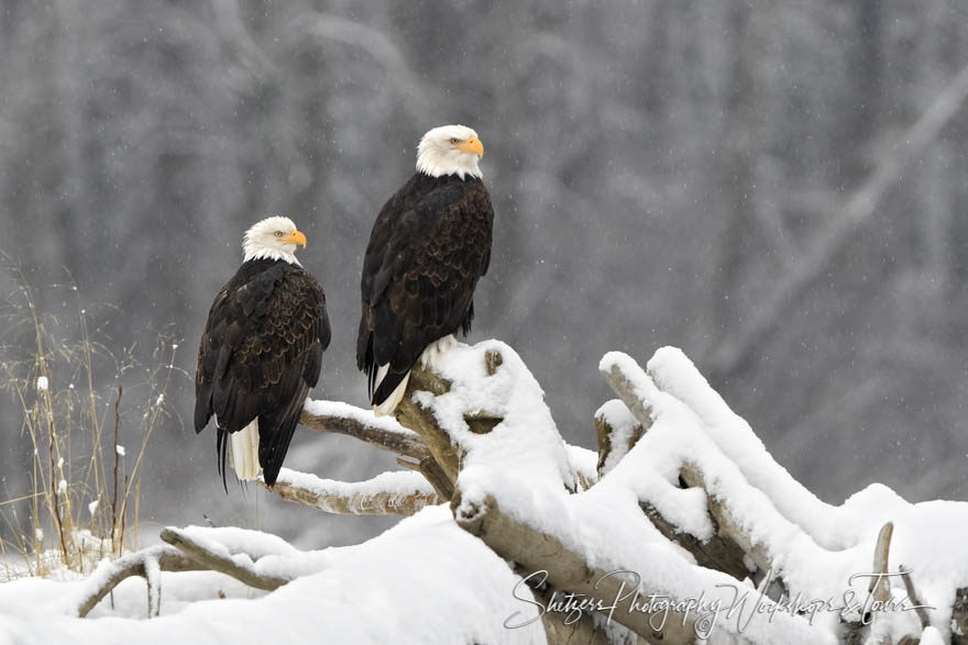 Observing Eagles