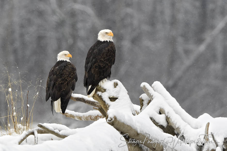 Observing Eagles 20181108 110950