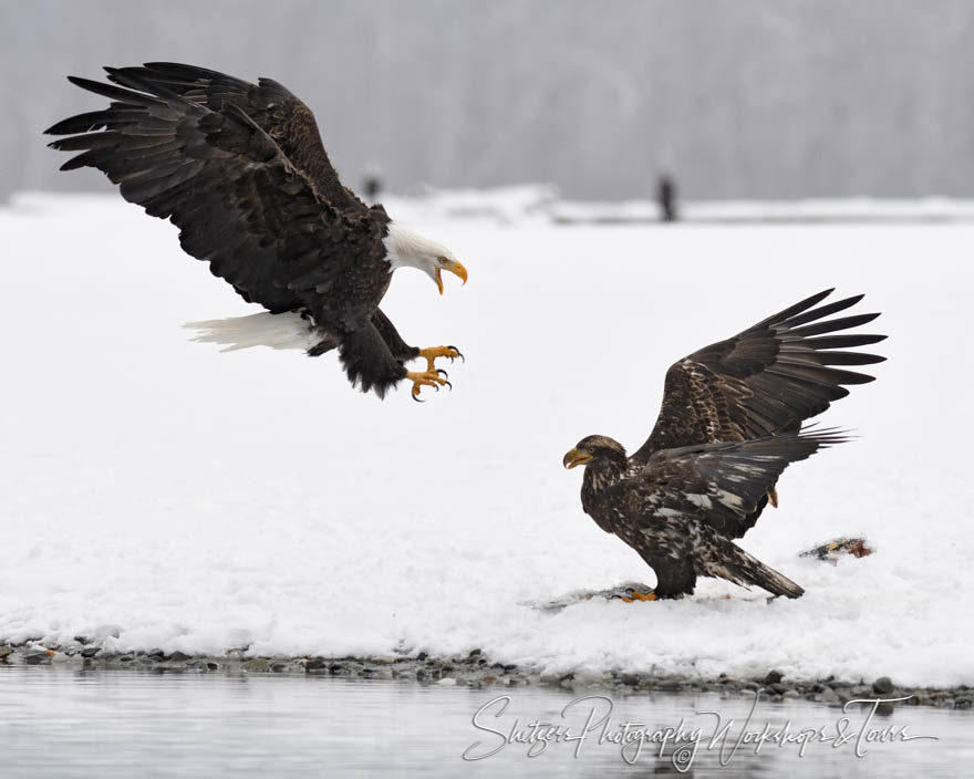 Old eagle attacking young bald eagle