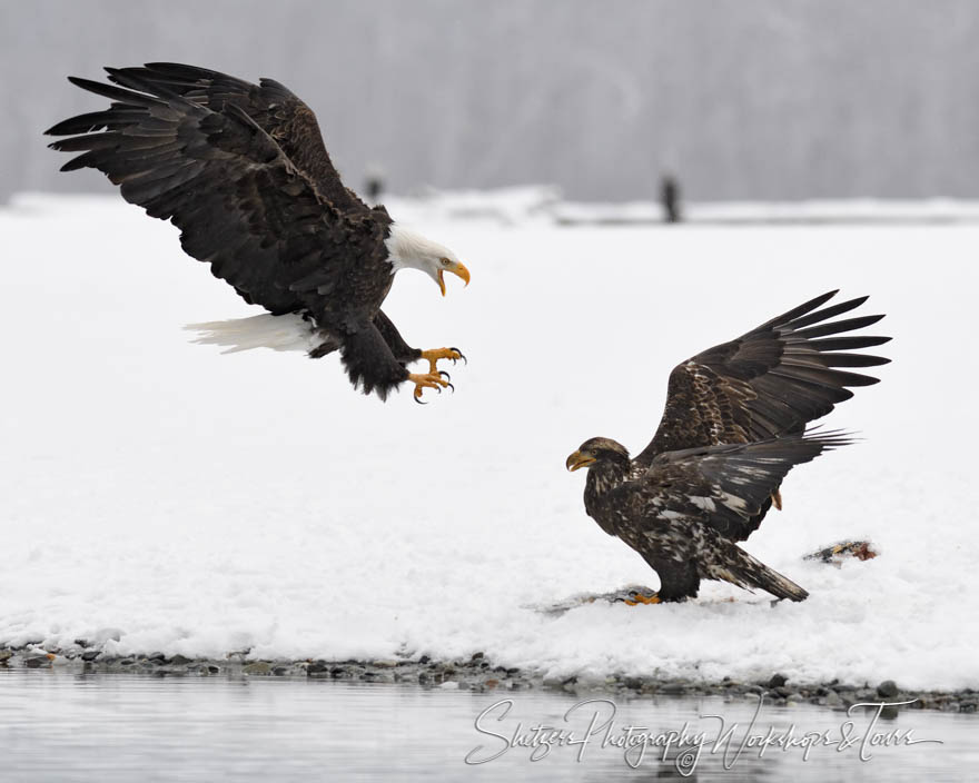 Old eagle attacking young bald eagle 20181117 122412