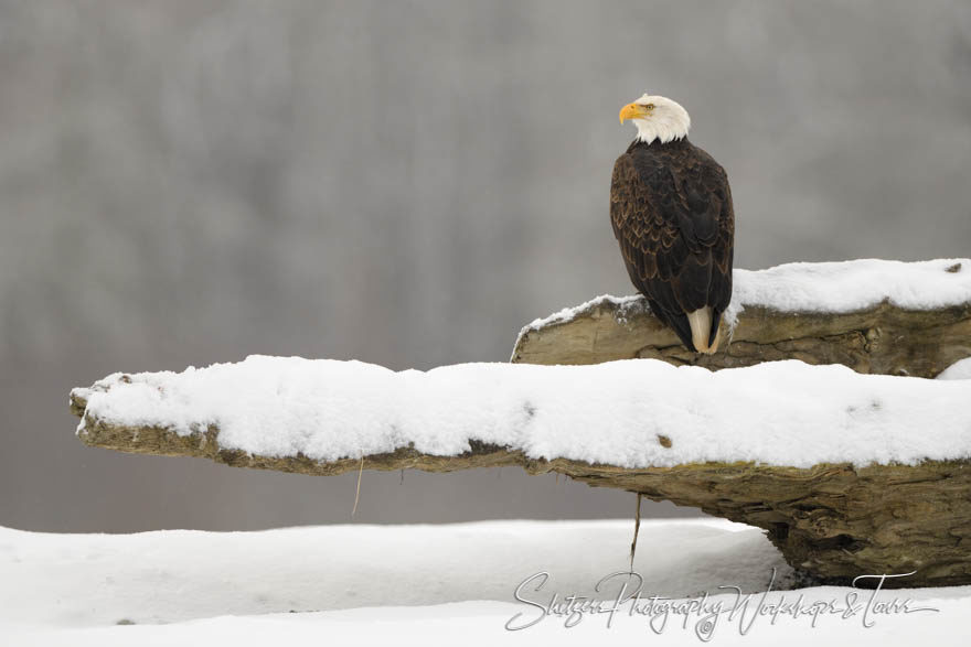 Peaceful moment for a Bald Eagle