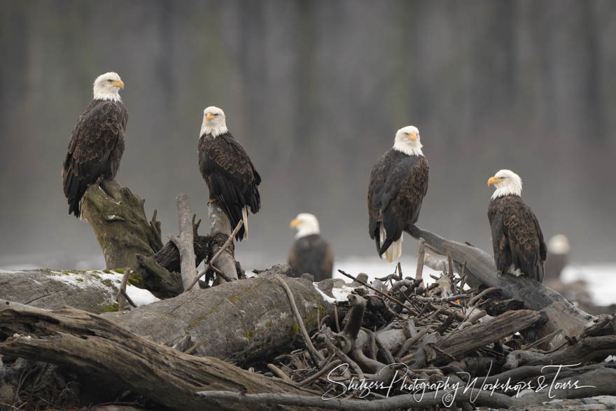 Picture Perfect – Bald Eagles