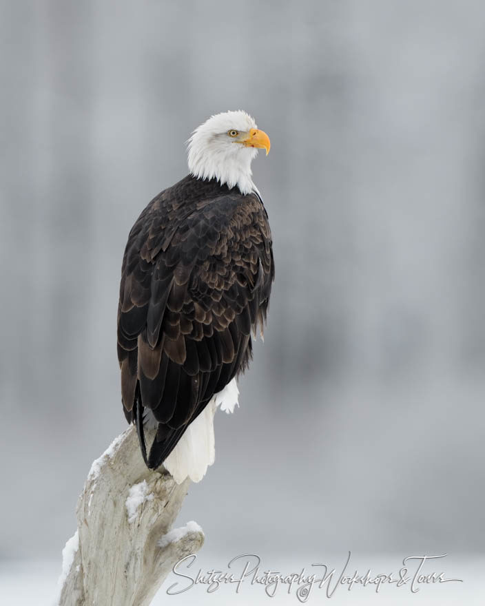 Portrait of a Bald Eagle