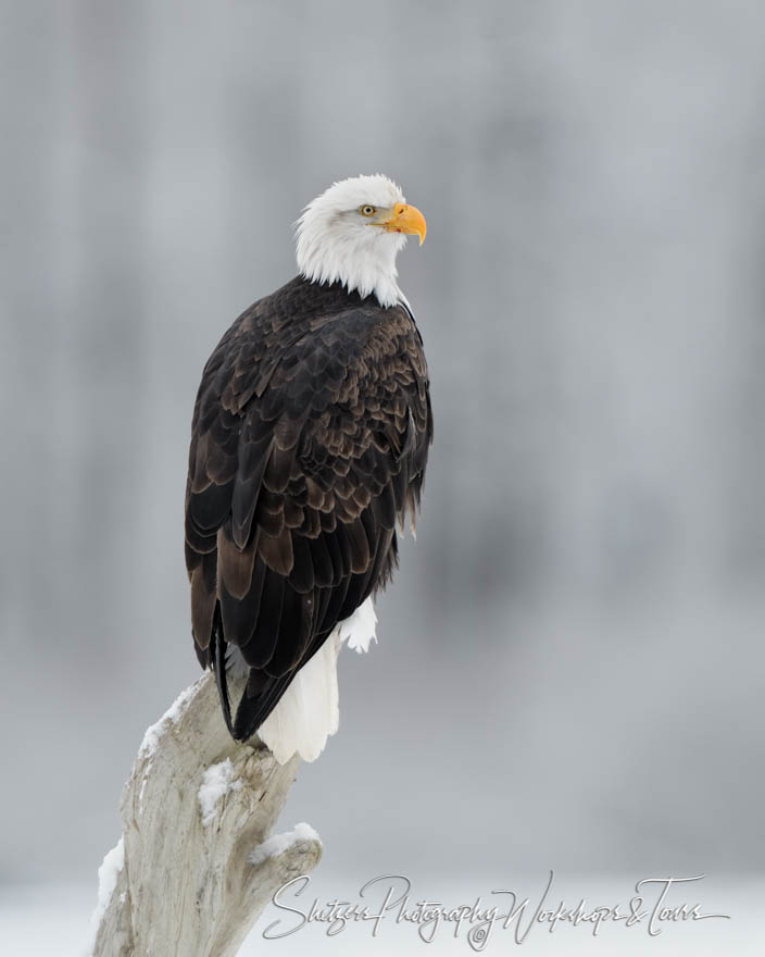 Portrait of a Bald Eagle 20181109 083356