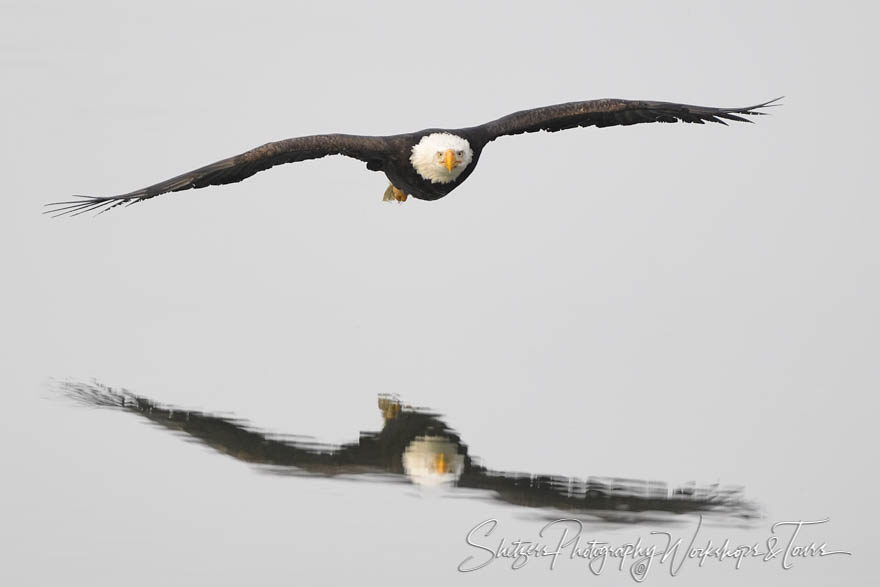 Rippling reflection of a bald eagle