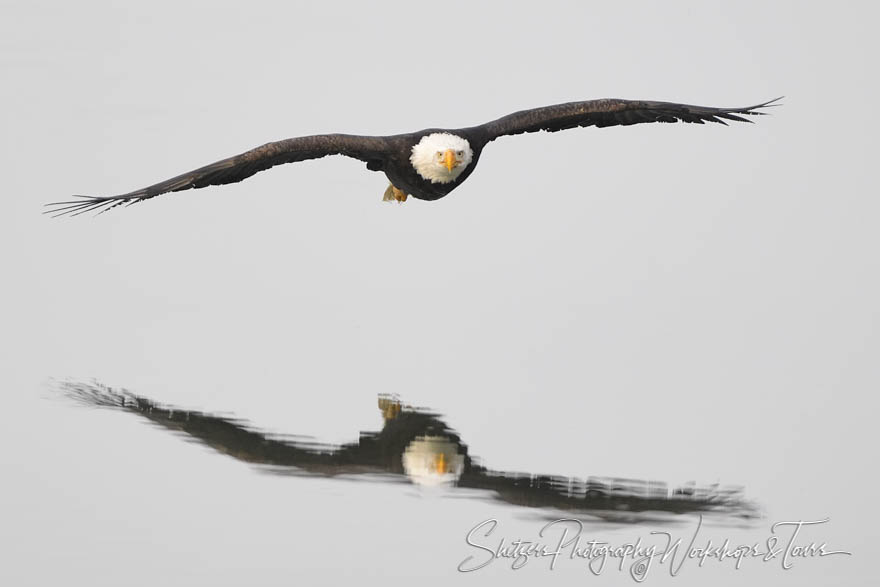 Rippling reflection of a bald eagle 20181119 102532