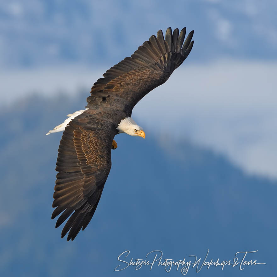 Showing off the wingspan 20181110 130853