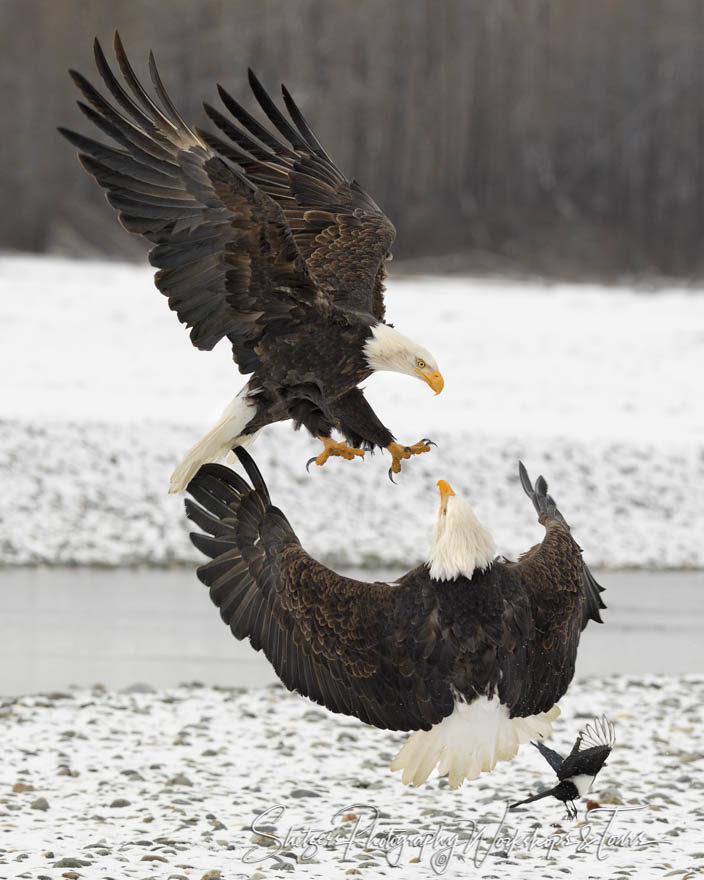 The Attack – Bald Eagles of Alaska