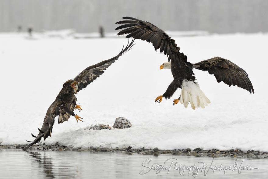 The young and the old eagles