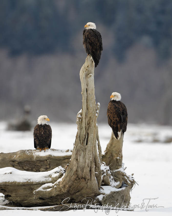 Three Bald Eagles relax on a branch