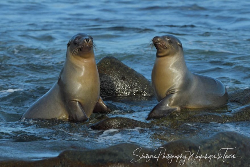 E Galapagos Photography Workshop 23