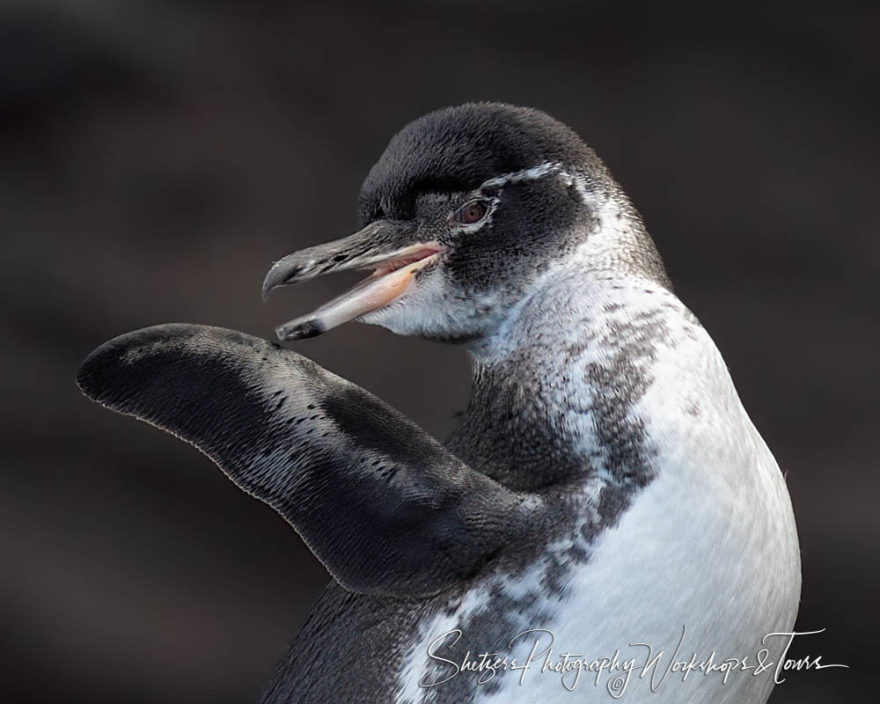 E Galapagos Photography Workshop 25