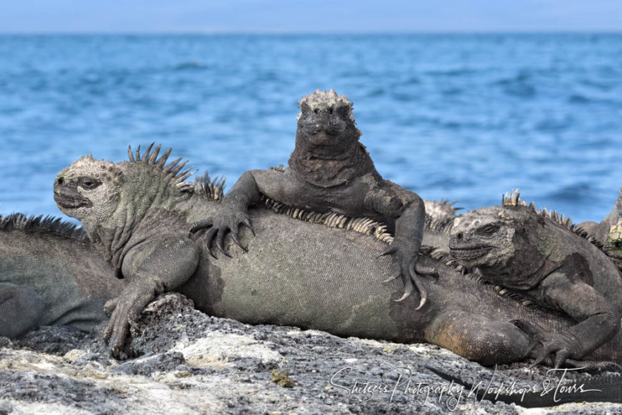 H Galapagos Photography Workshop 52