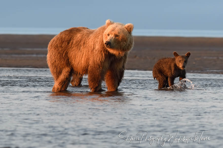 A Brown Bear and its cub wade in shallow waters in Alaska