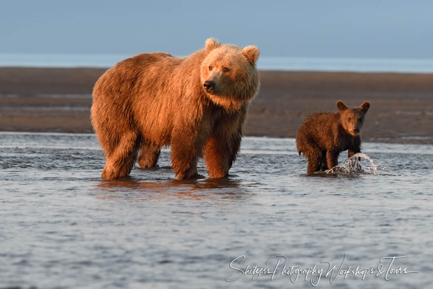 A Brown Bear and its cub wade in shallow waters in Alaska 20190729 071259