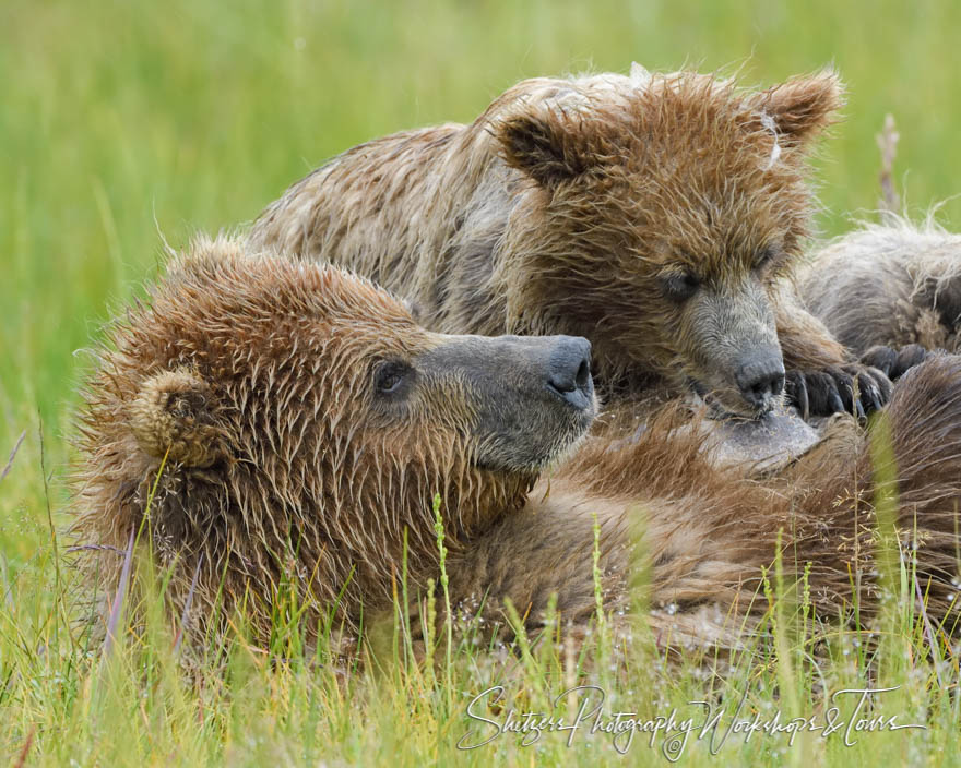 A Brown Bear cub nurses at its mother’s breast