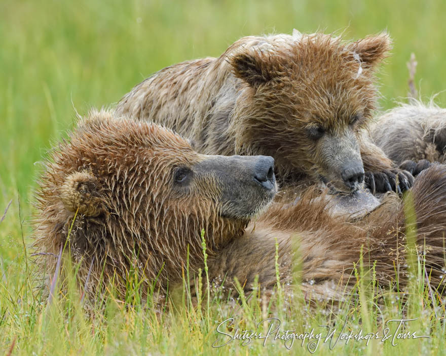 A Brown Bear cub nurses at its mother’s breast 20180723 113928