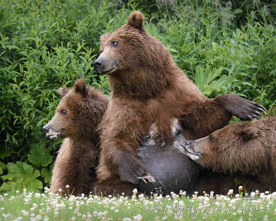 A Brown Bear cub nurses while its mother and sibling look anothe