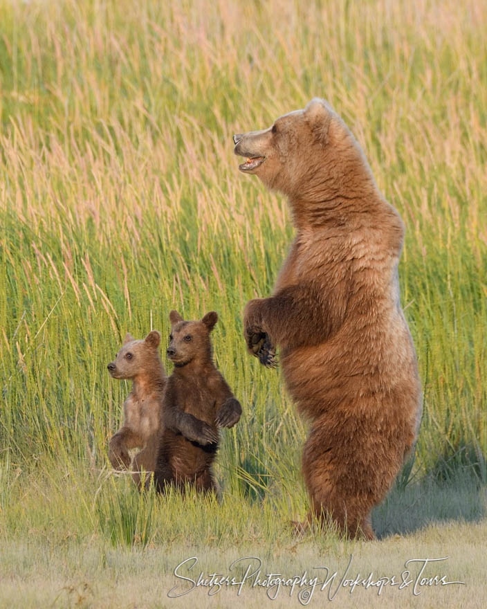 A Brown Bear stands on her hind legs while her two cubs mimic he