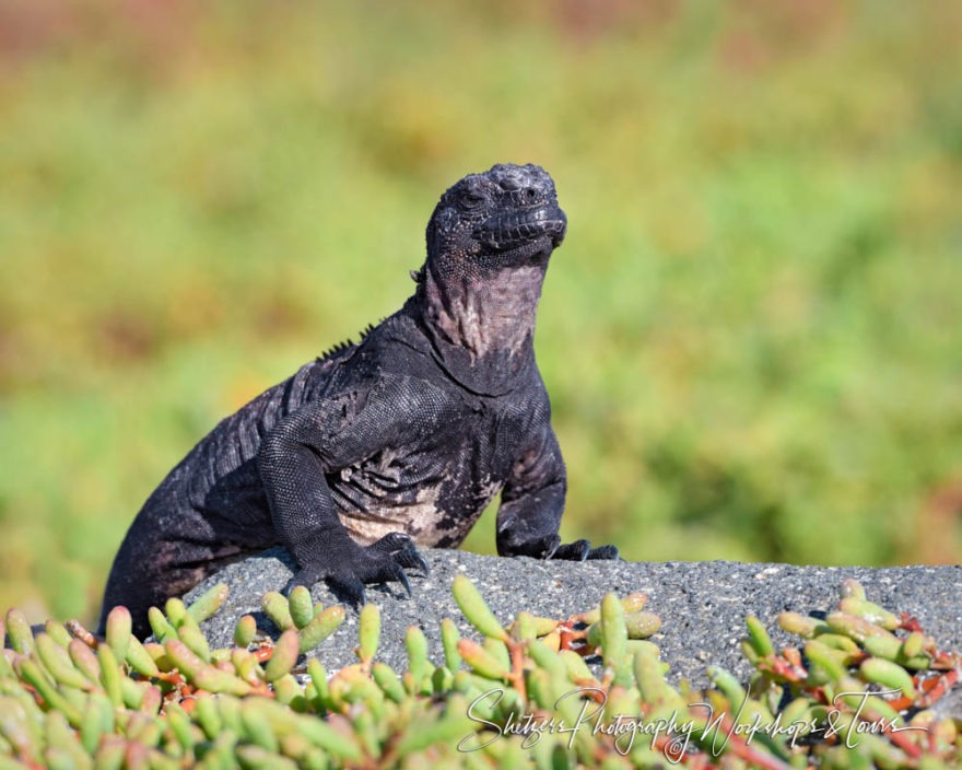 A Galapagos Photography Workshop 2