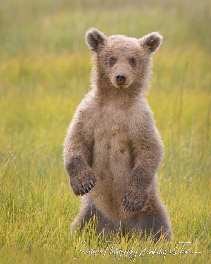 A Grizzly Bear stands on its hind legs amid tall grass, facing t