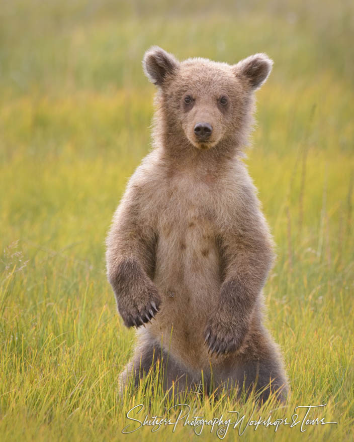 A Grizzly Bear stands on its hind legs amid tall grass facing the camera 20190723 184326