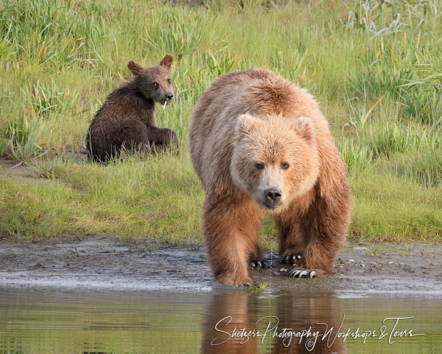 A Grizzly Bear watches the water intently, while a cub looks on