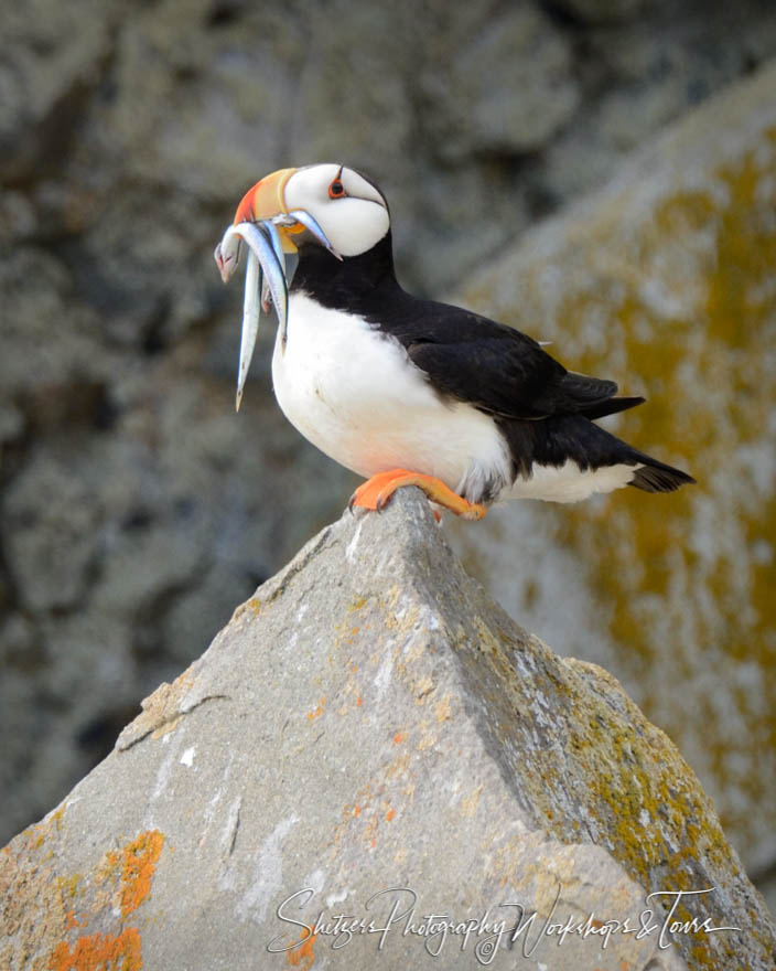 A Horned Puffin perches on a rock with a small fish in its beak