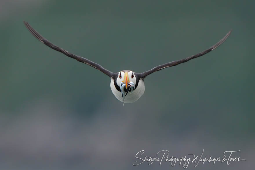 A Horned Puffin spreads its wings and flies toward the camera wi