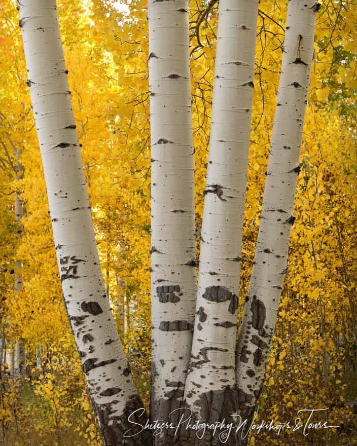 A clonal colony of an Aspen 20151001 082502