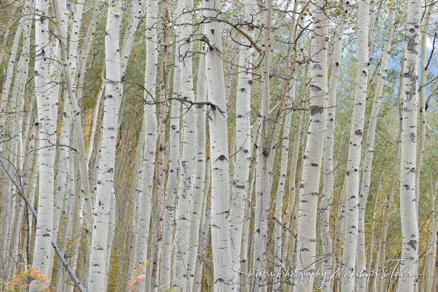 A forest of Aspens in the mountains of Colorado